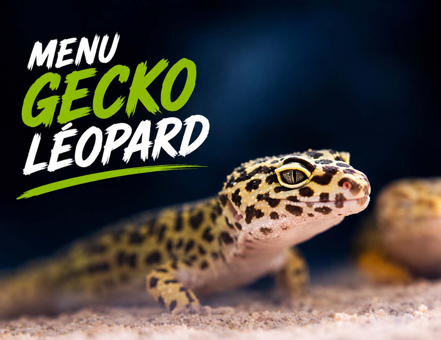 Gecko l&eacute;opards